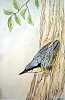 Nuthatch painting: Watercolour & Graphicpen on artpaper Sold